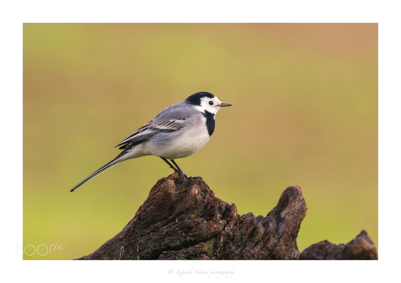 Nikon D800 sample photo. Little birds iv photography