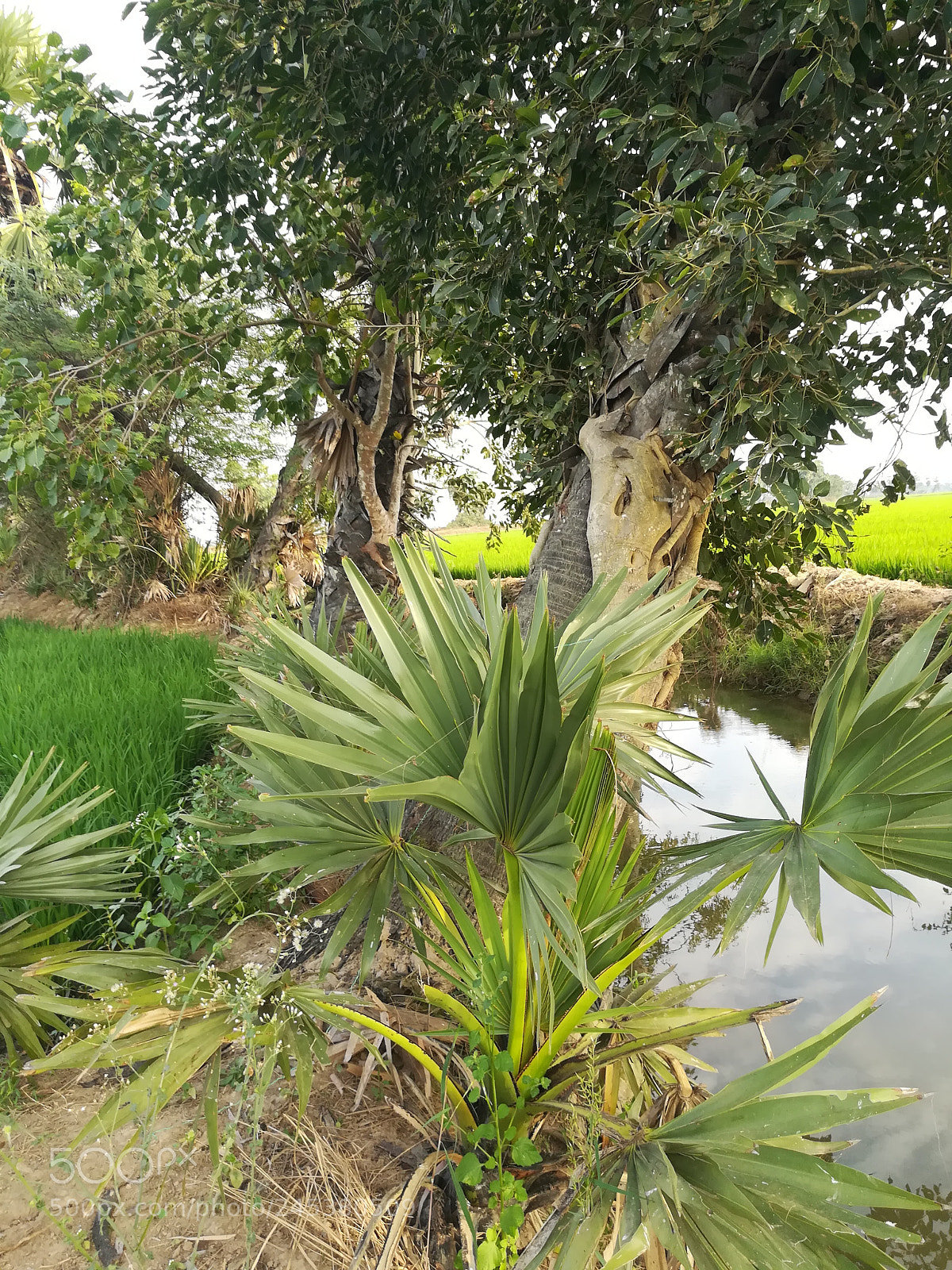 HUAWEI honor 6x sample photo. Untitled photography
