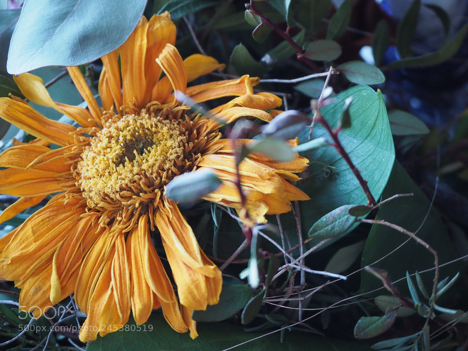 Olympus PEN-F sample photo. Untitled photography