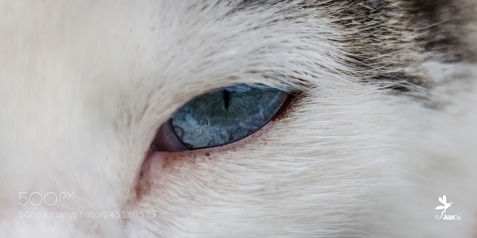 Nikon D5100 sample photo. Miradas gatunas. photography