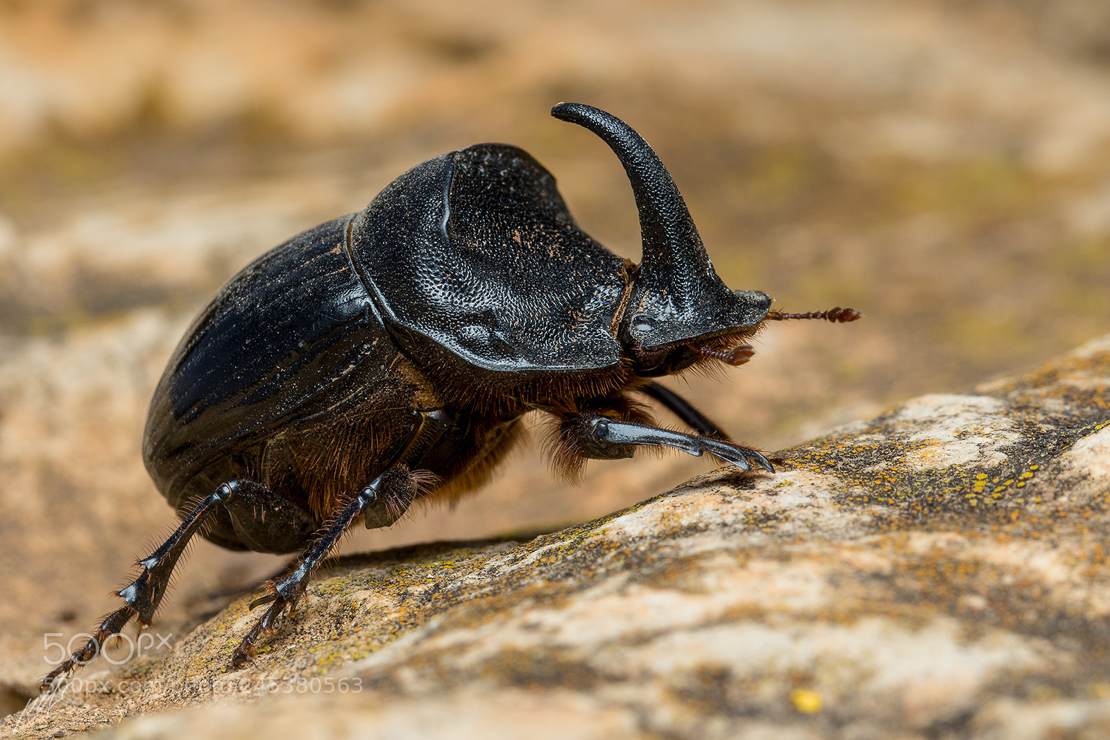 Canon EOS 7D Mark II sample photo. Copris hispanus photography