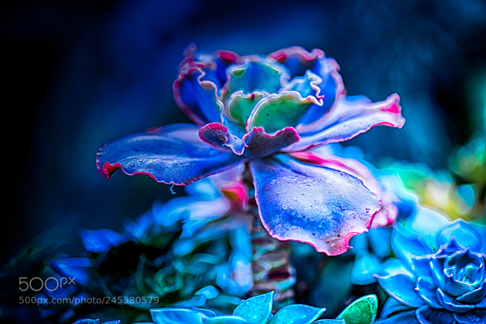 Nikon D800E sample photo. Succulents dance in light photography