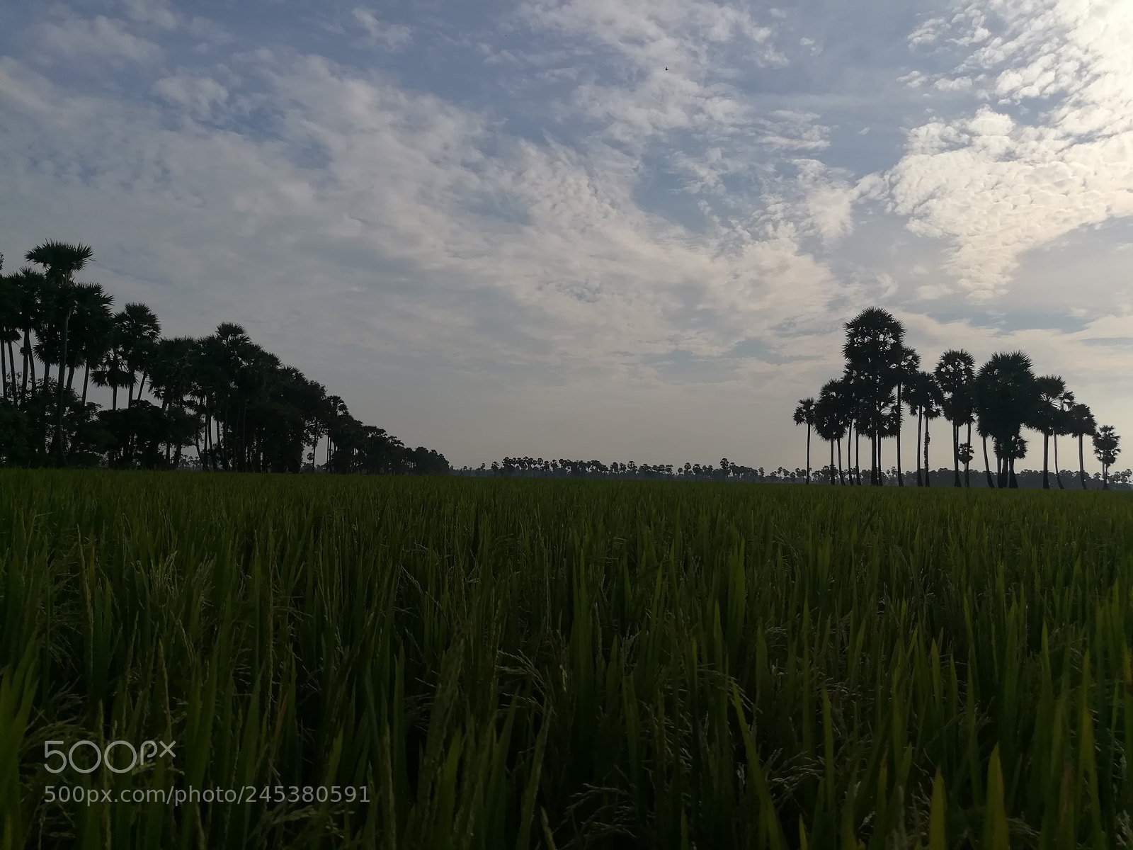 HUAWEI honor 6x sample photo. Untitled photography