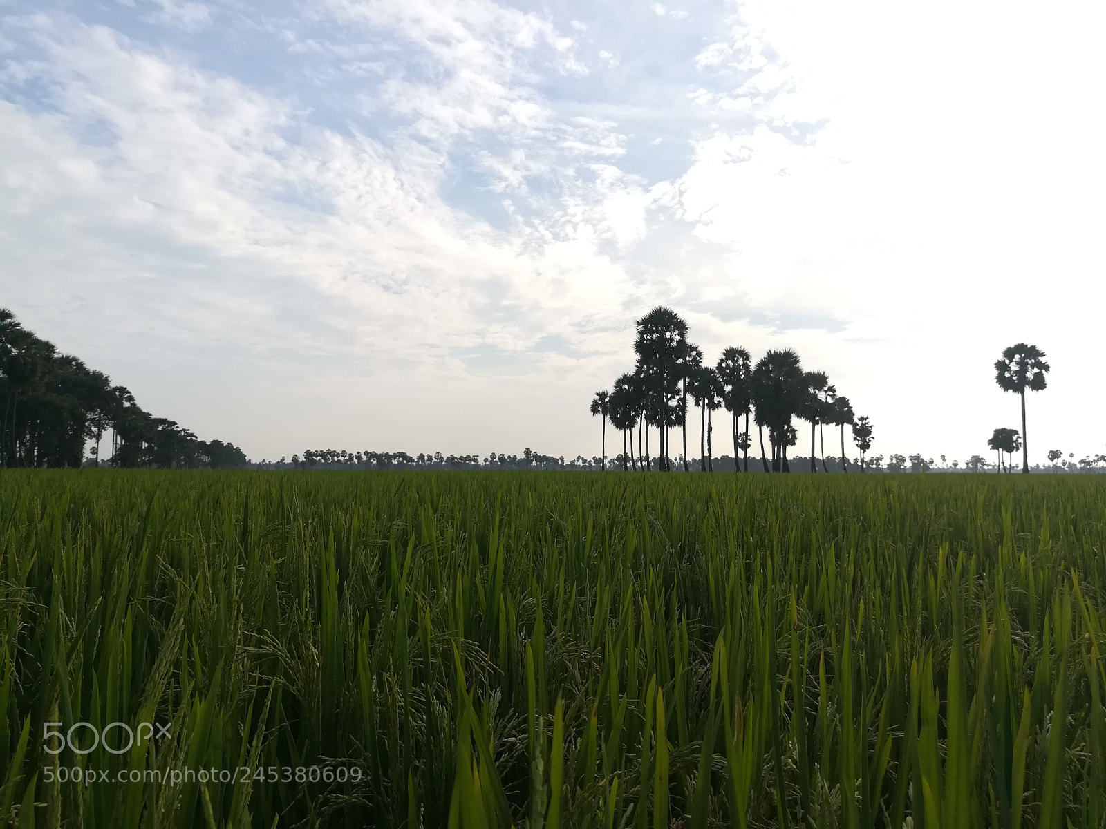HUAWEI honor 6x sample photo. Untitled photography