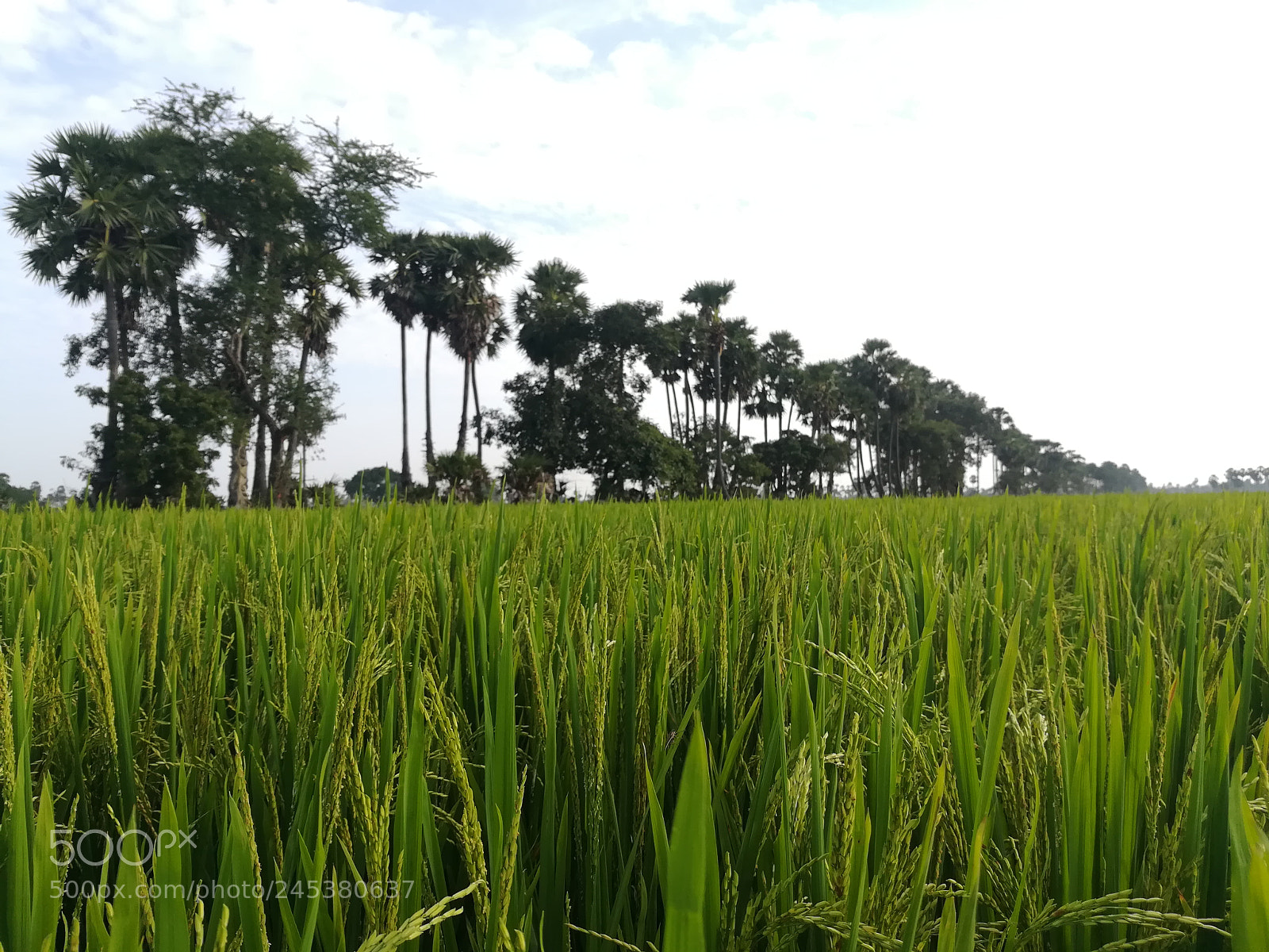 HUAWEI honor 6x sample photo. Untitled photography