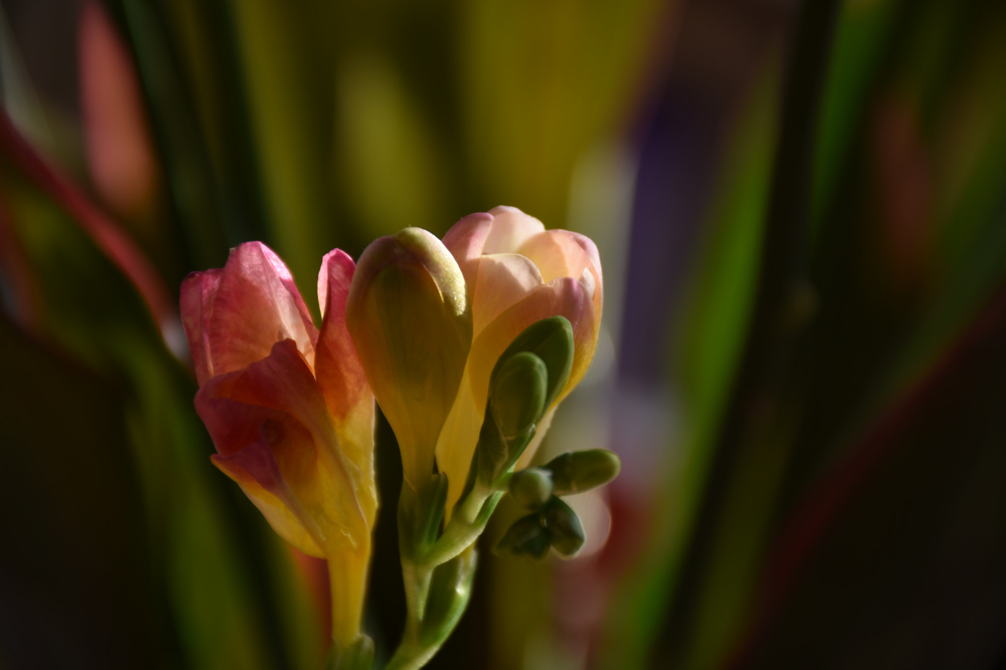 Nikon D3400 sample photo. Flower and blooms ... photography