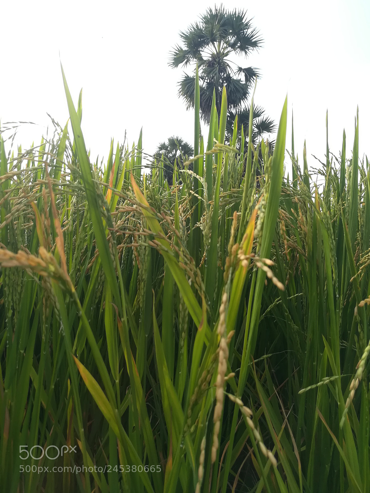 HUAWEI honor 6x sample photo. Untitled photography