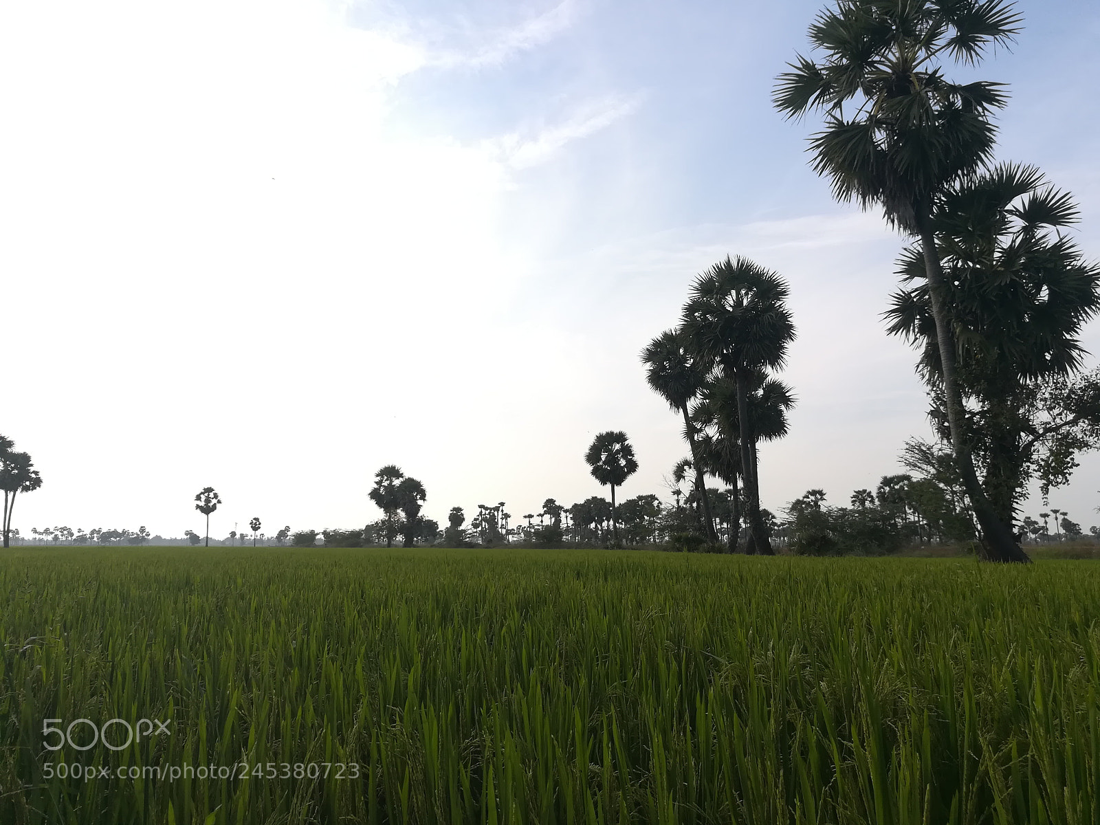 HUAWEI honor 6x sample photo. Untitled photography