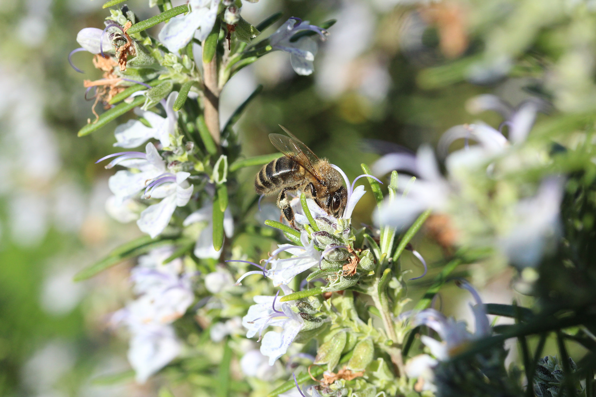 Canon EF-S 60mm F2.8 Macro USM sample photo. Img photography