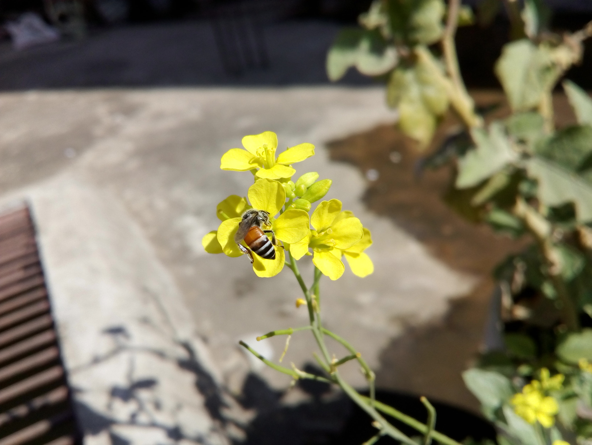 Motorola Moto E3 Power sample photo