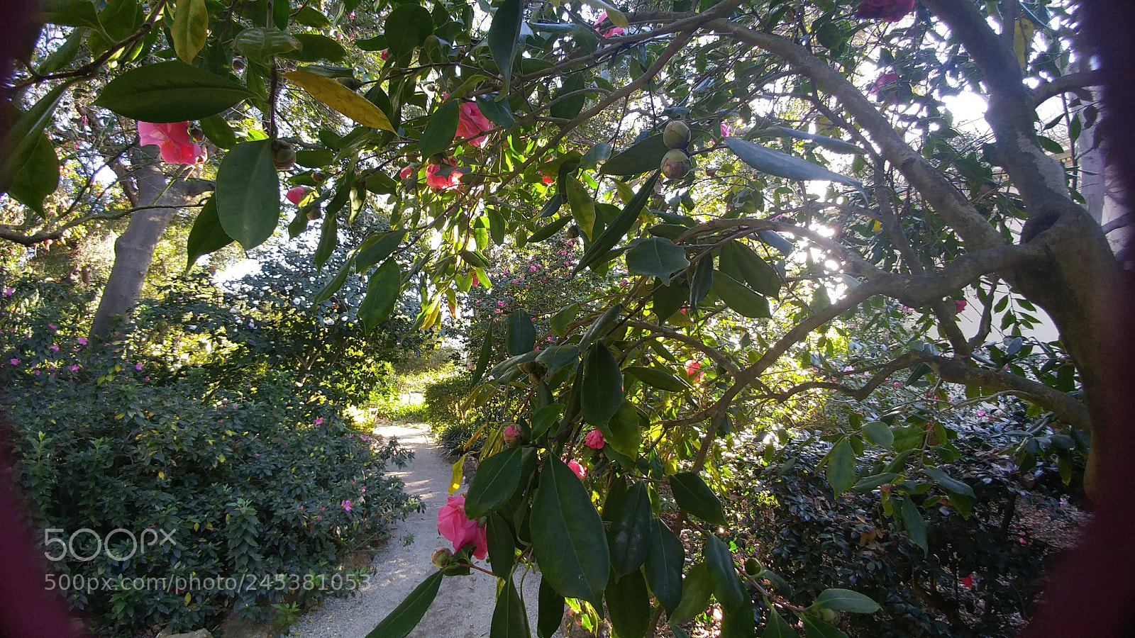 LG G5 sample photo. Lila grace photography