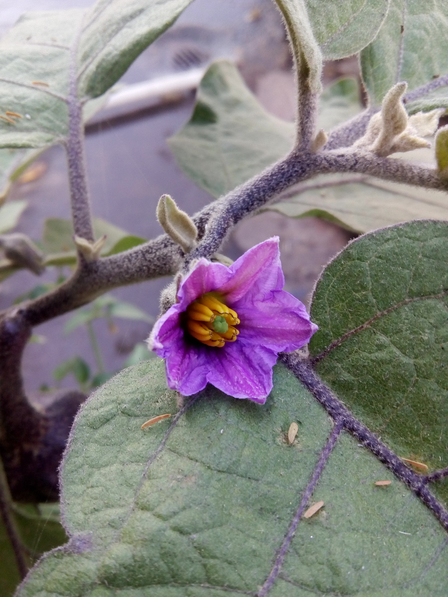 Motorola Moto E3 Power sample photo