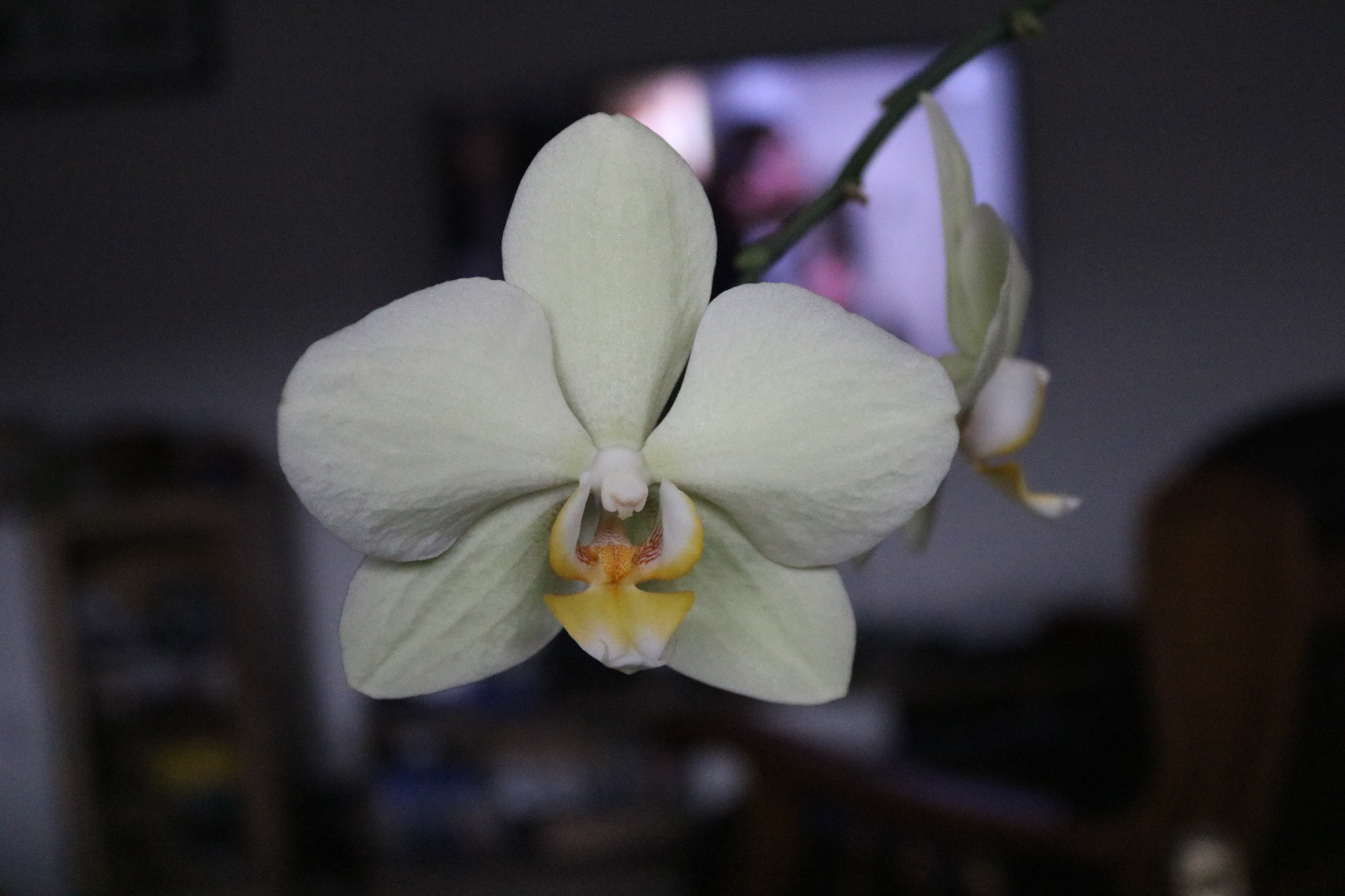 Canon EOS 750D (EOS Rebel T6i / EOS Kiss X8i) sample photo