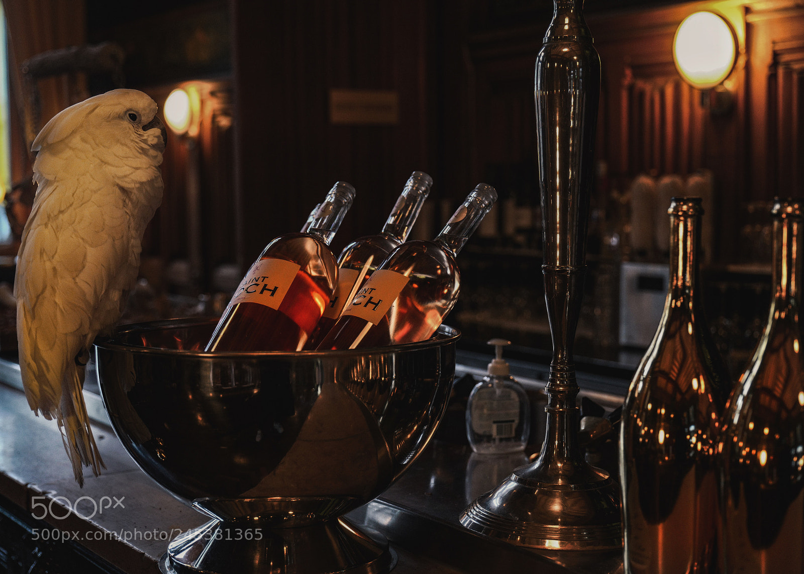 Leica SL (Typ 601) sample photo. Parrot photography