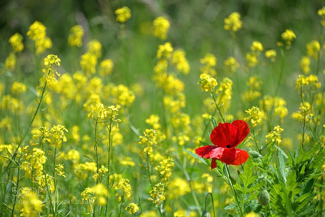 Nikon D610 sample photo. Poppy photography