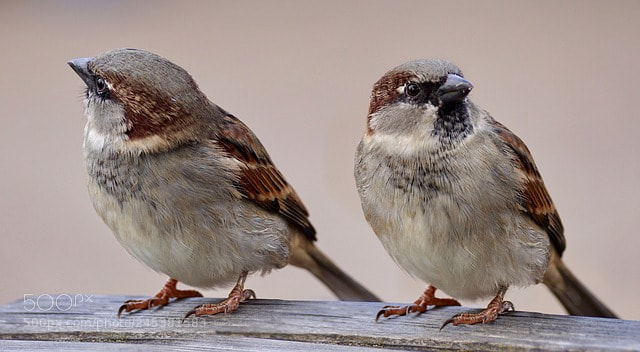Sony ILCA-77M2 sample photo. Sparrows photography