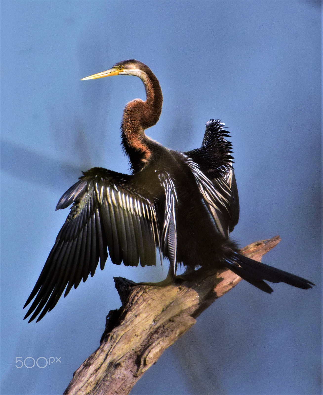 Nikon AF-S Nikkor 200-500mm F5.6E ED VR sample photo. Darter photography