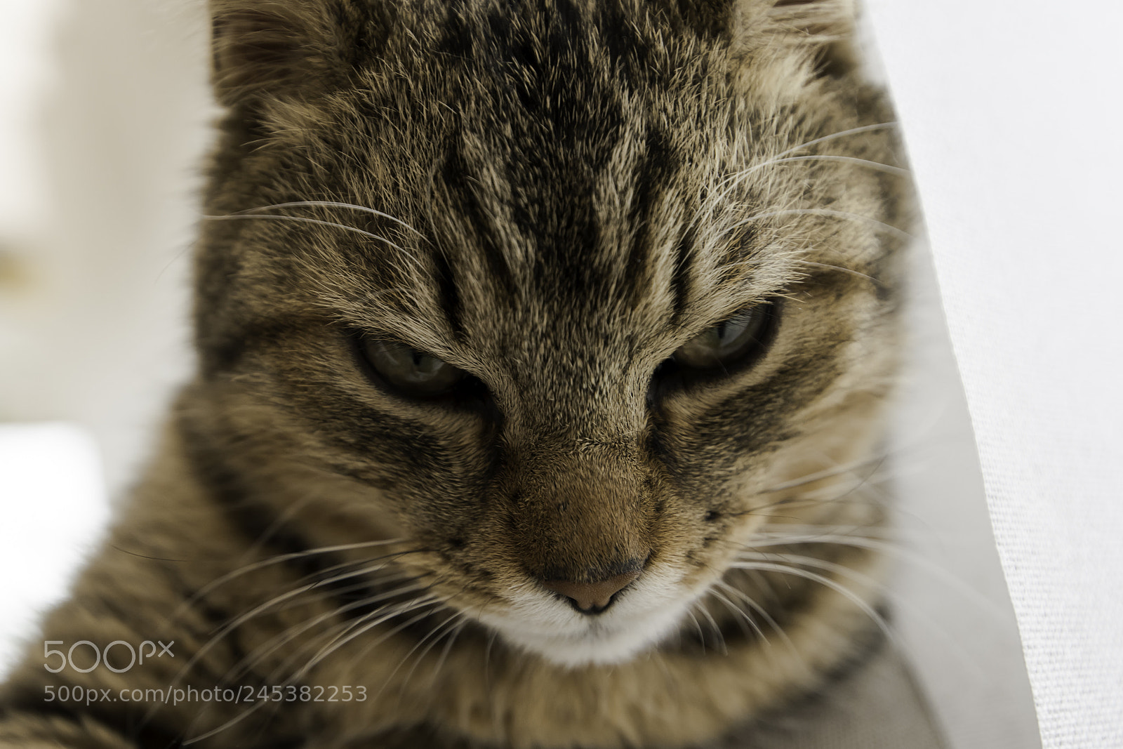Nikon D500 sample photo. Tigrou doesn't like to photography
