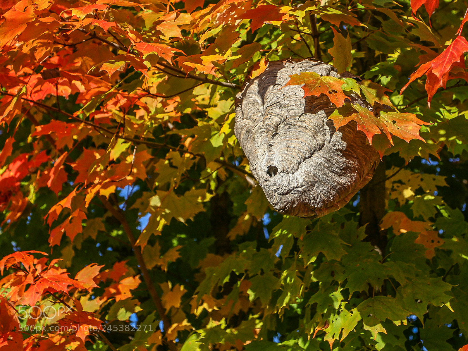 Canon EOS 400D (EOS Digital Rebel XTi / EOS Kiss Digital X) sample photo. Hornet nest in maple photography