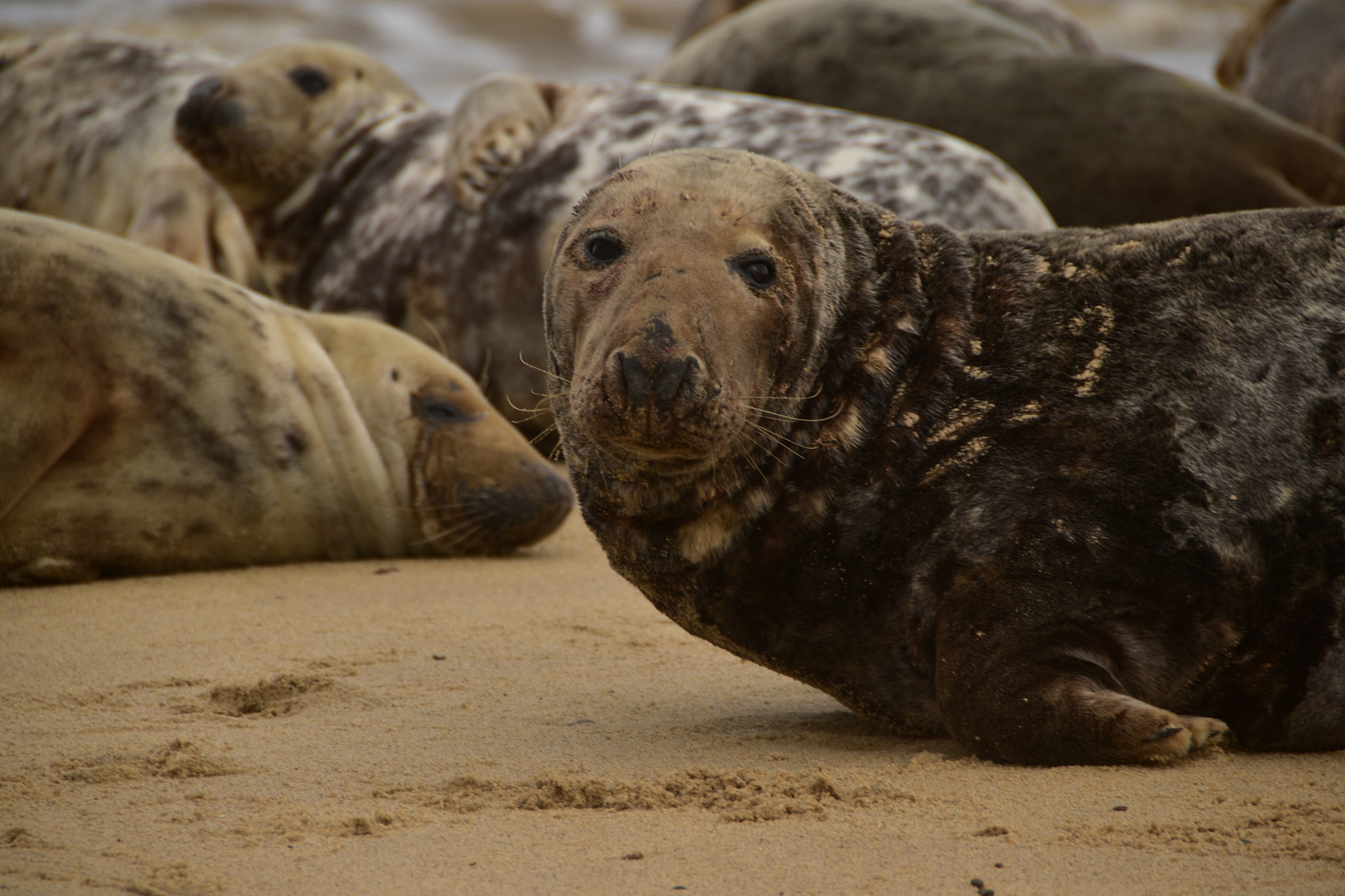 Nikon D5600 sample photo. Seal photography