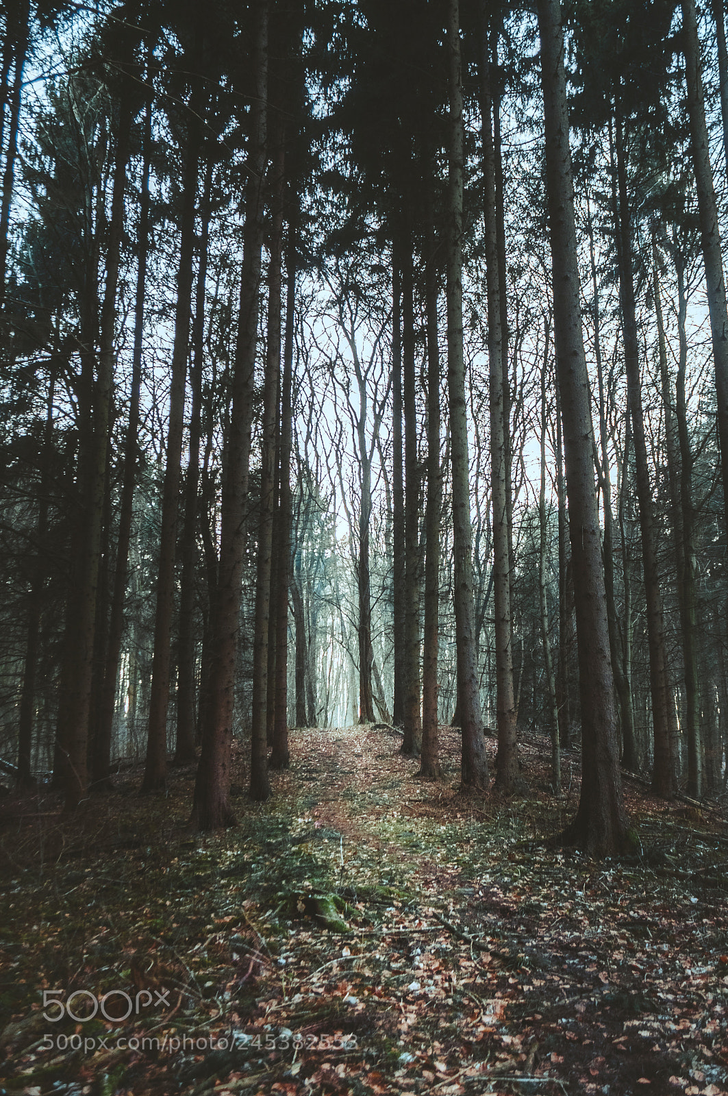 Nikon D5000 sample photo. Winter forest photography