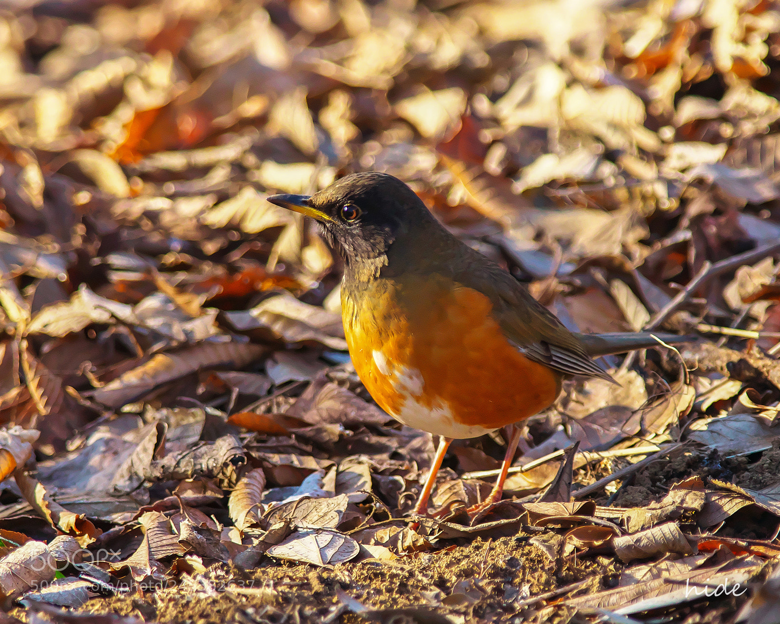 Nikon D500 sample photo. Red belly photography