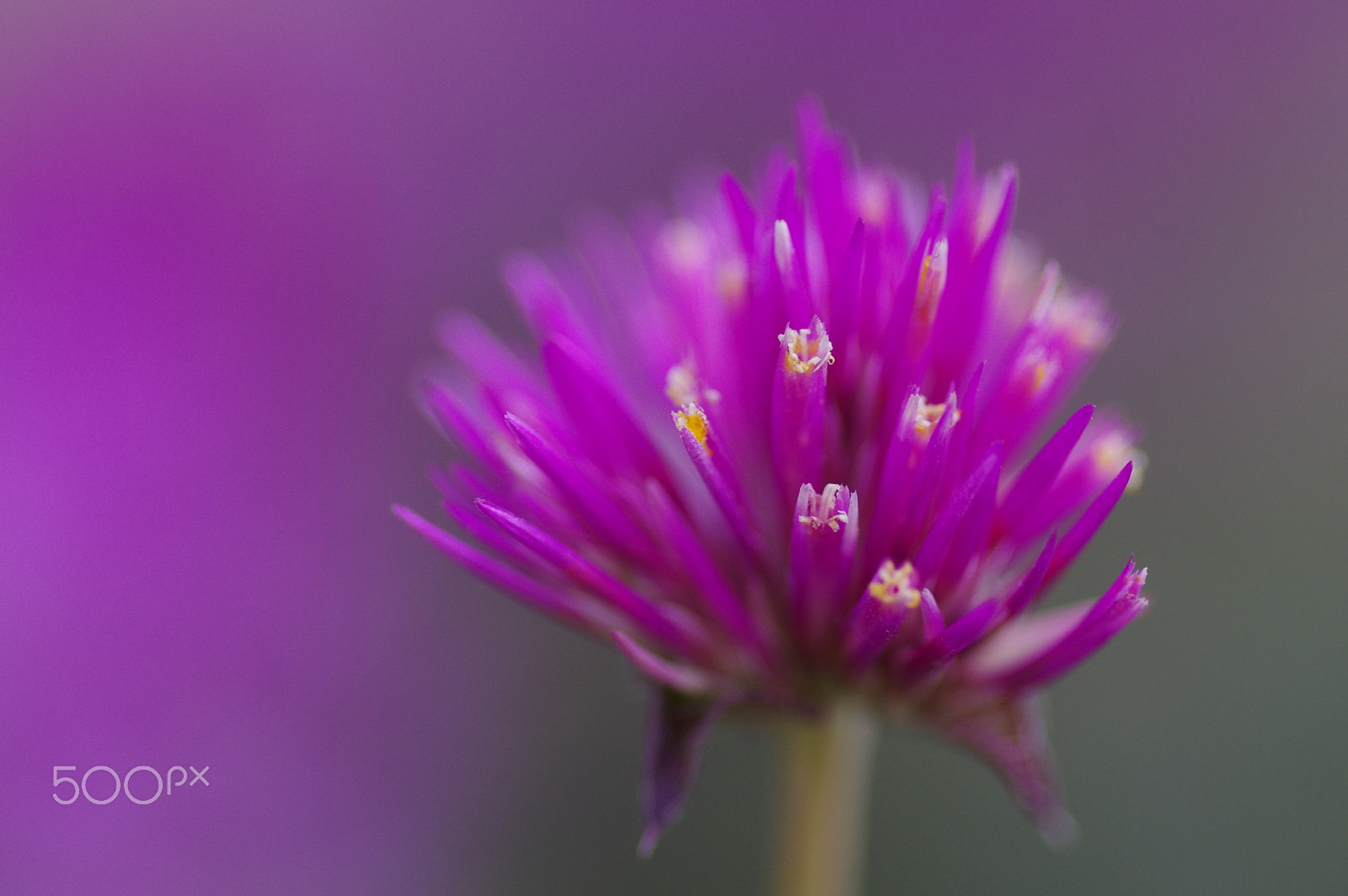 Pentax smc D-FA 100mm F2.8 Macro WR sample photo. Purple photography