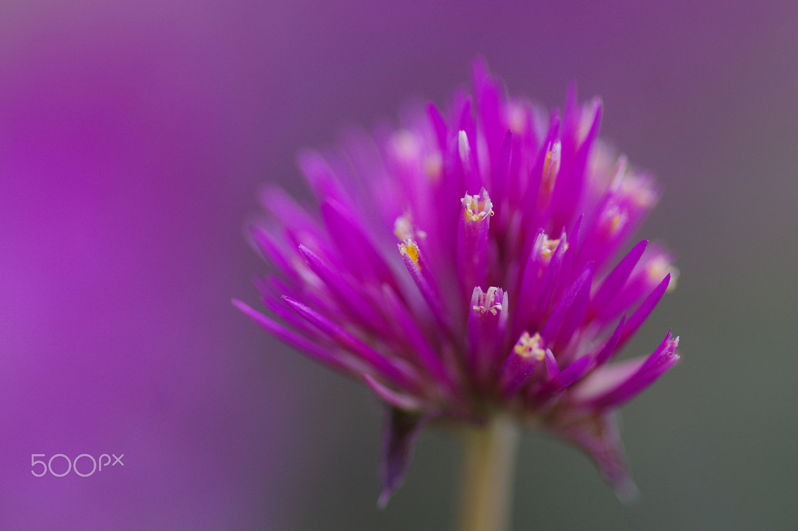 Pentax K-3 II sample photo. Purple photography