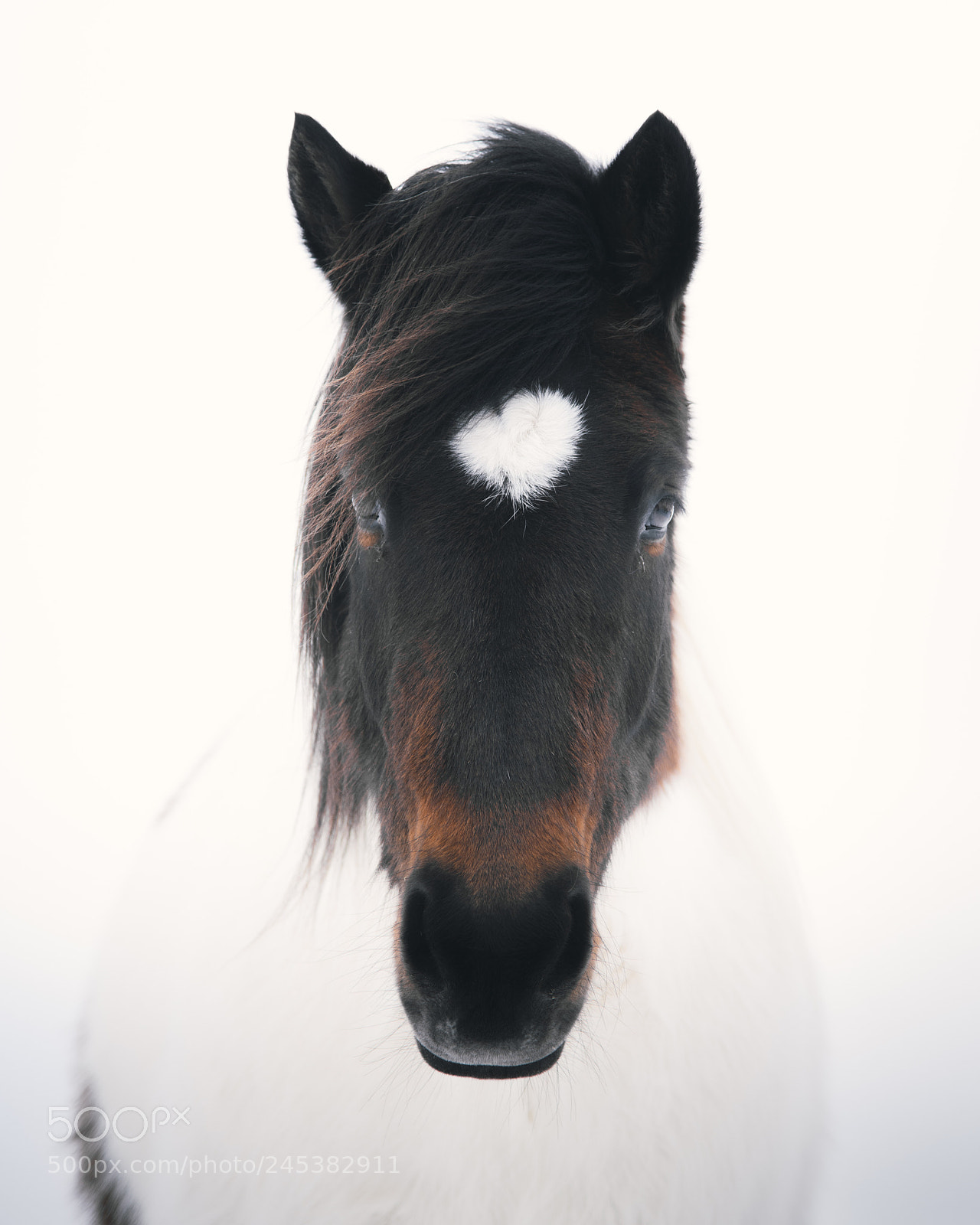 Nikon D850 sample photo. The horses of iceland photography