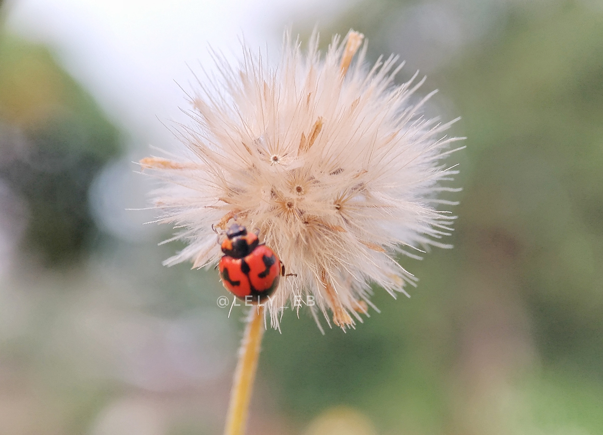 ASUS Z017DB sample photo. Dancing with wind in the dandelion photography