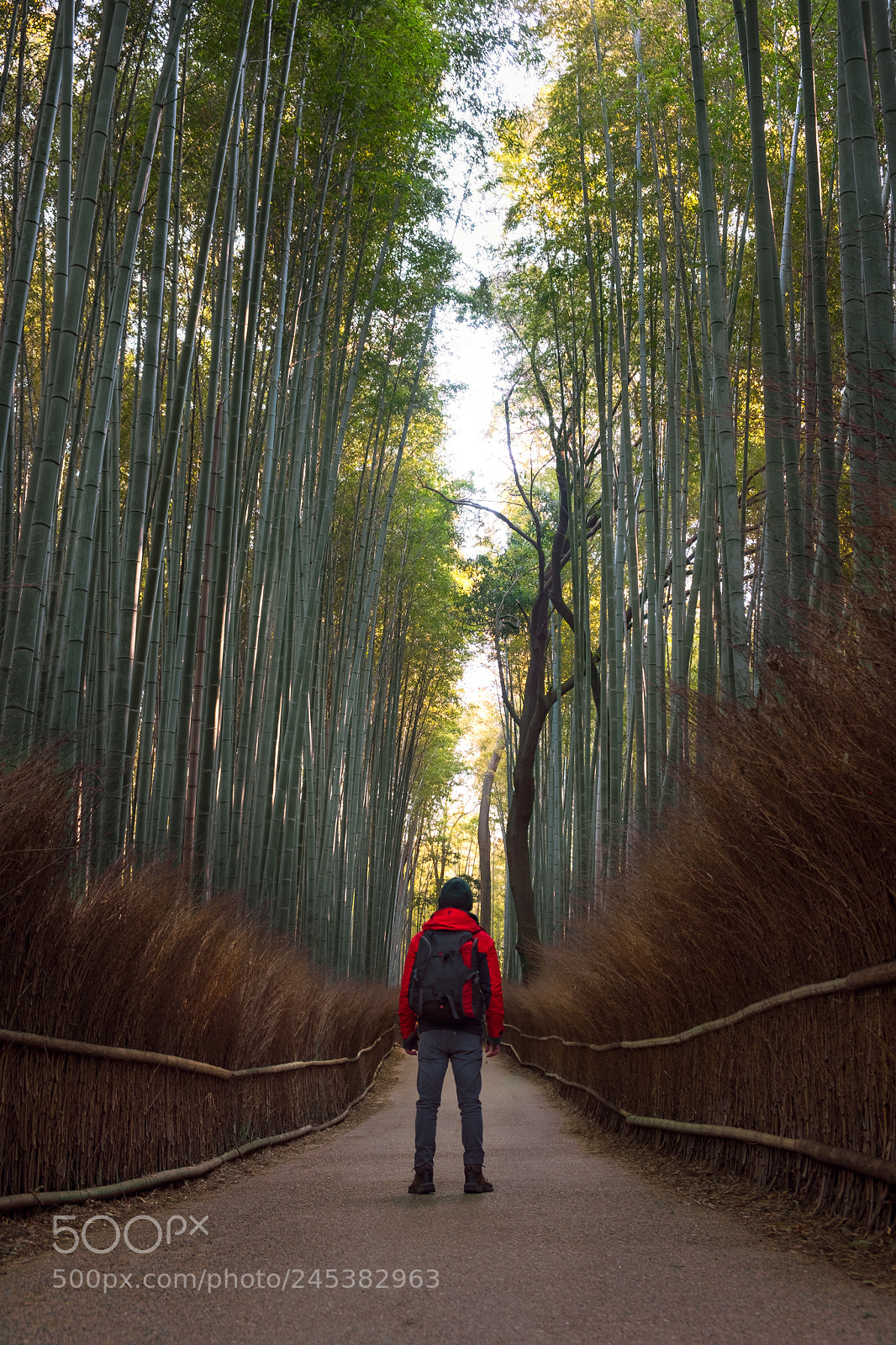 Fujifilm X-T20 sample photo. Morning with bamboo photography