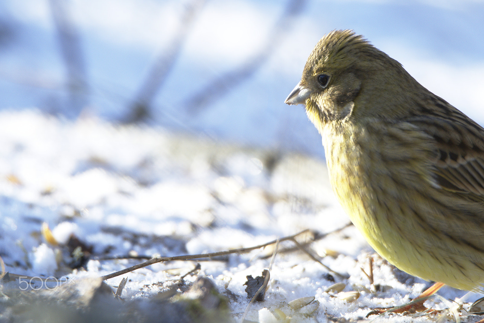 Nikon D810 sample photo. Yellohammer sunshine photography