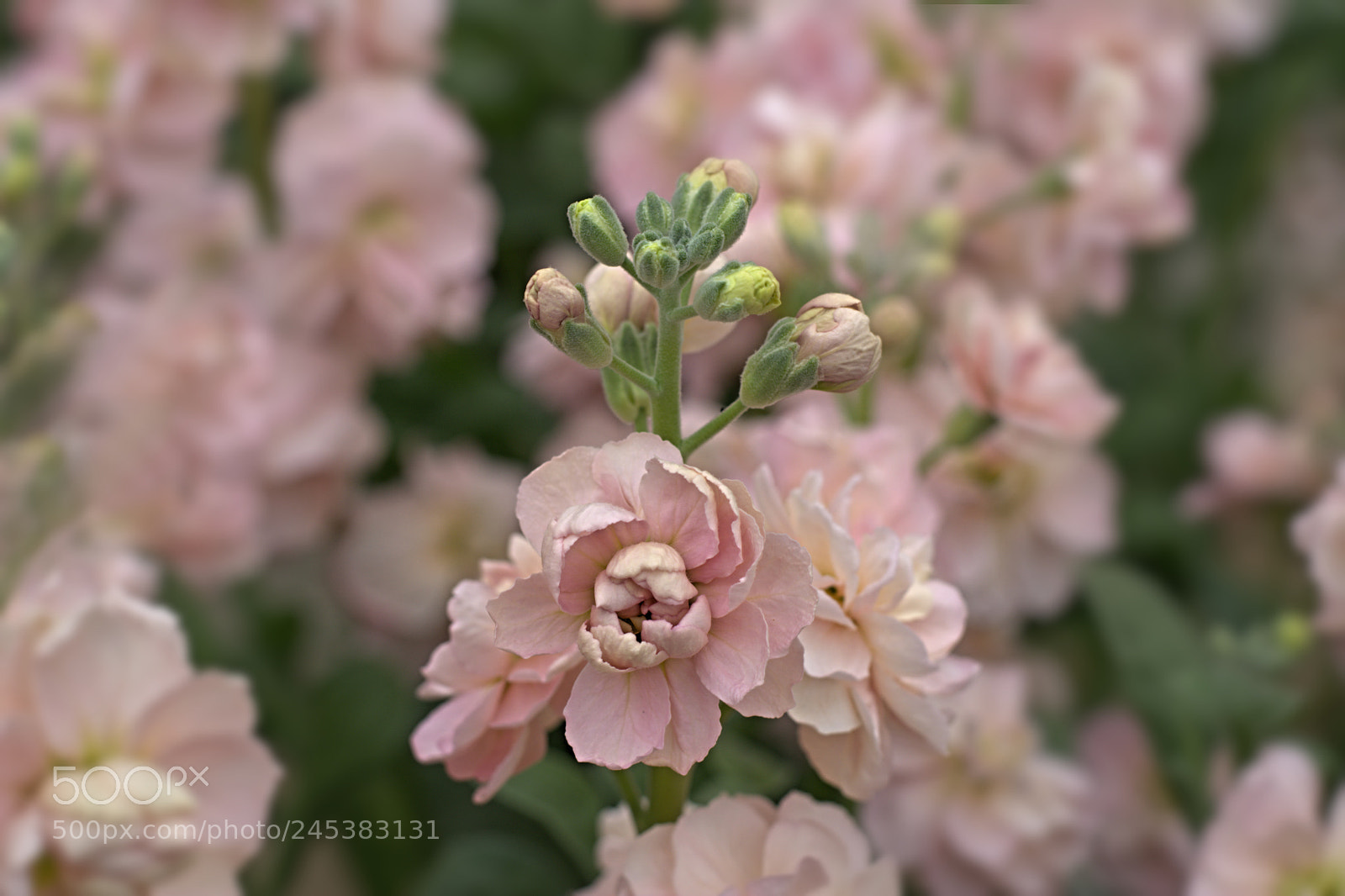 Nikon D7100 sample photo. Flowers photography