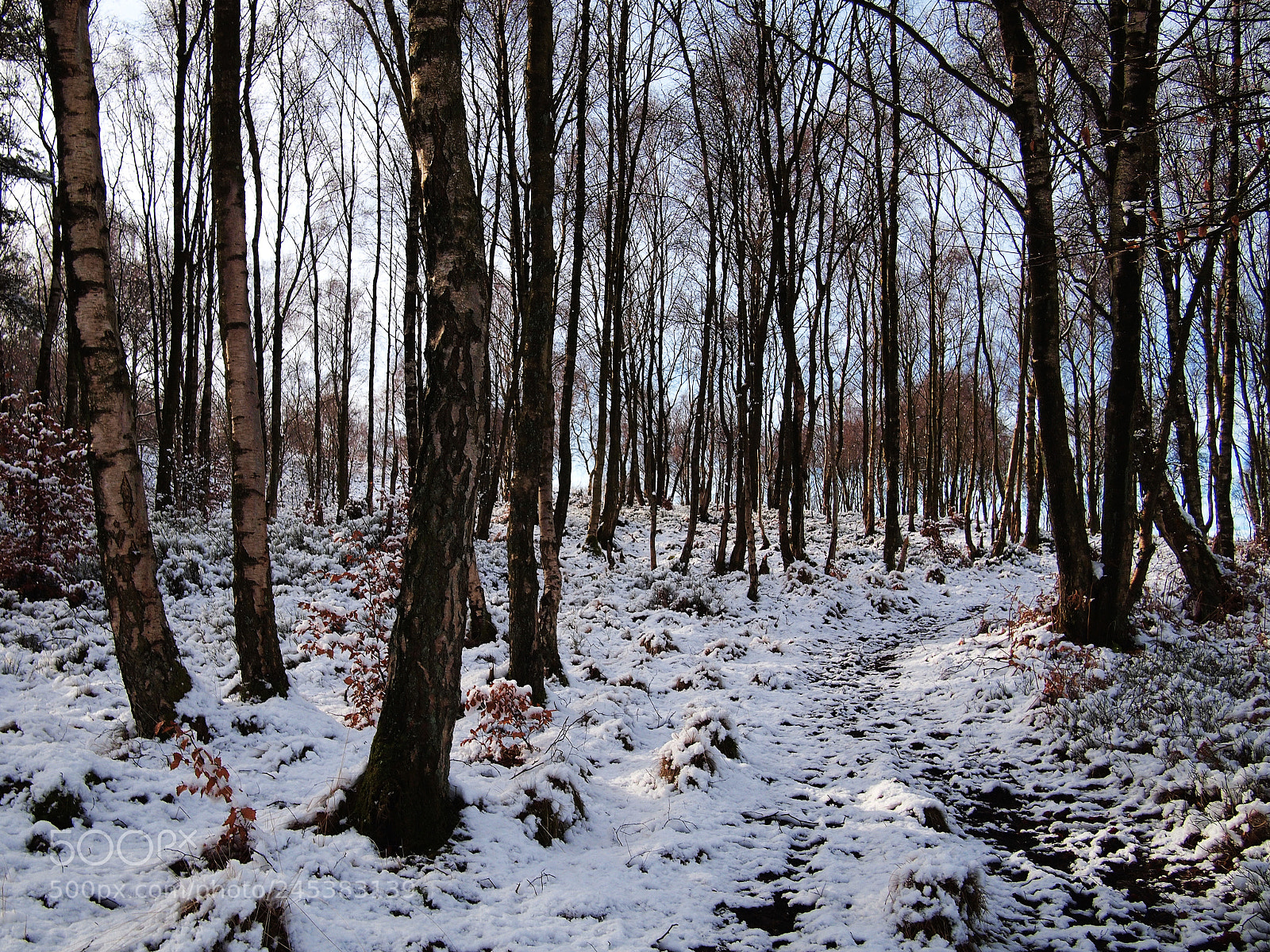 Olympus PEN E-P1 sample photo. Thaw photography