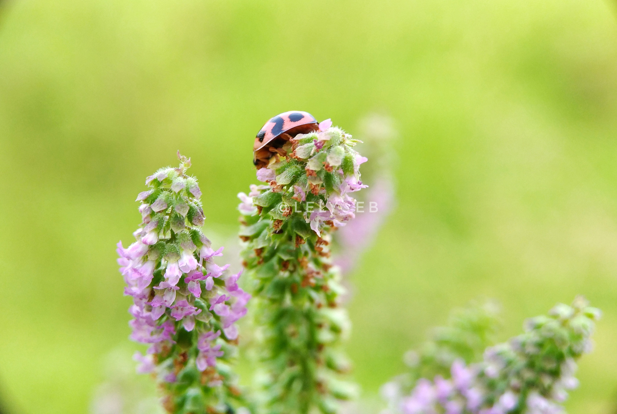 ASUS Z017DB sample photo. In the midle flowers garden photography