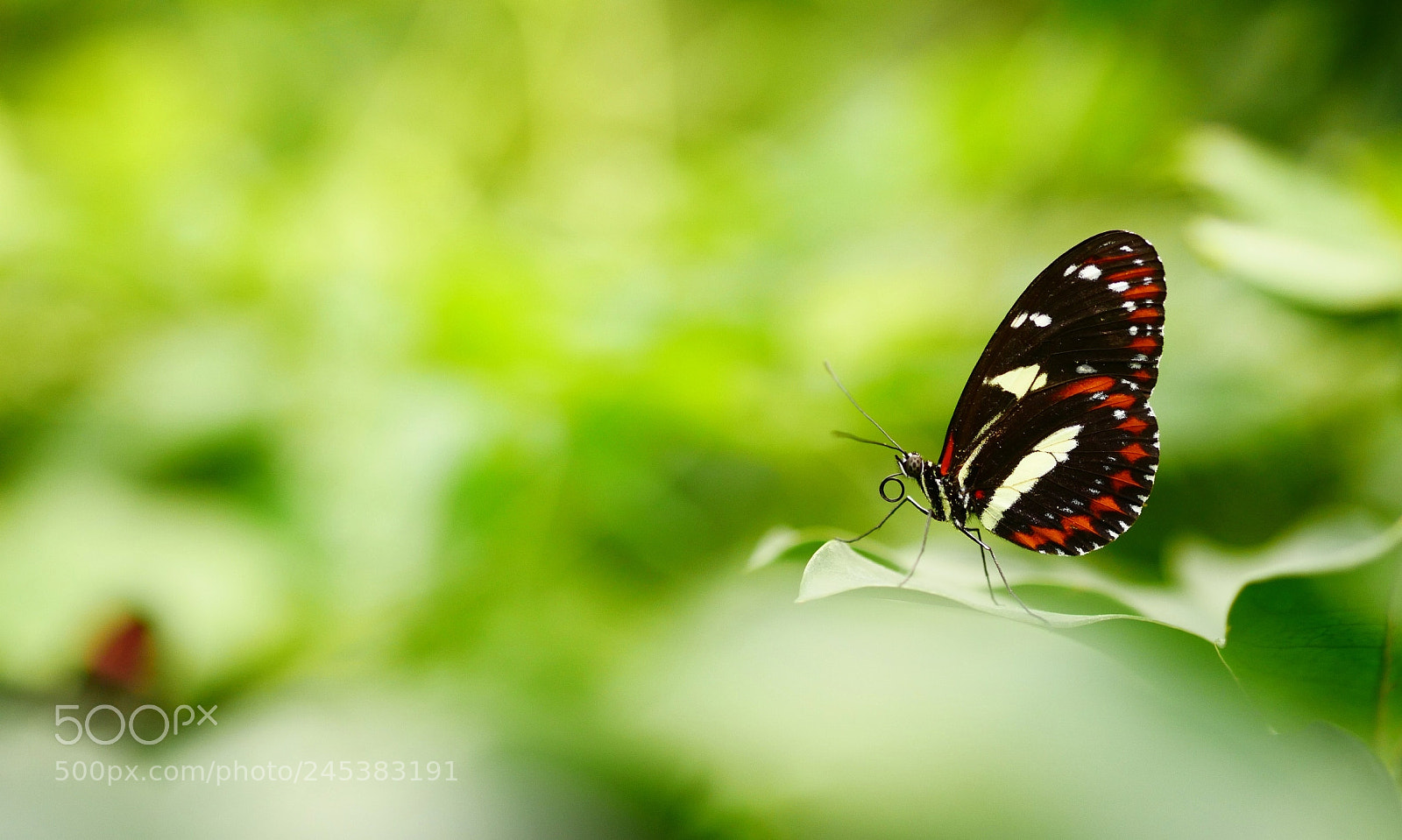 Panasonic Lumix DMC-GX85 (Lumix DMC-GX80 / Lumix DMC-GX7 Mark II) sample photo. Coil photography