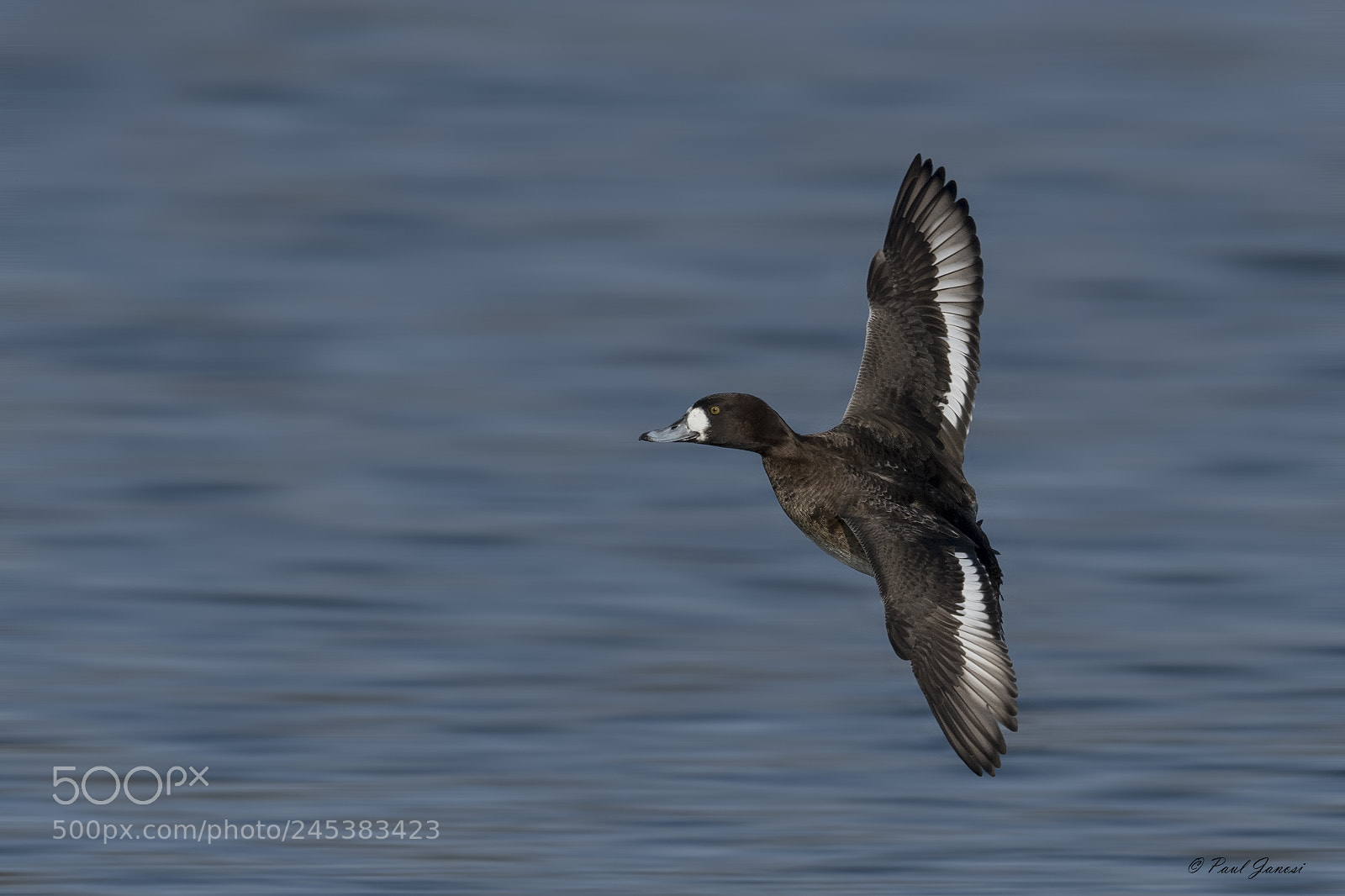 Nikon D850 sample photo. Lesser scaup hen in photography