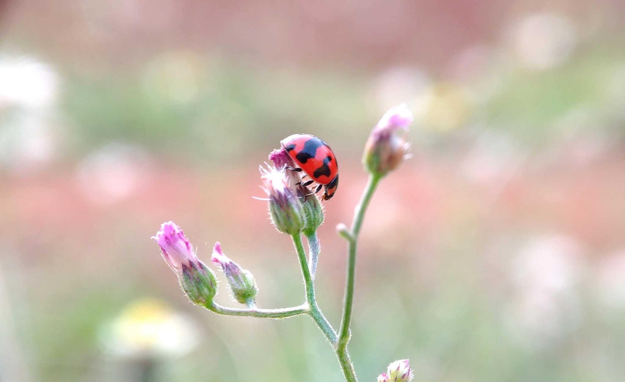 ASUS Z017DB sample photo. Pretty and keep calm photography