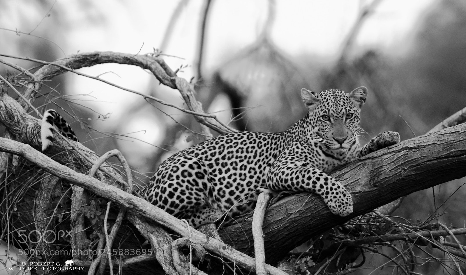 Sony Alpha DSLR-A700 sample photo. Leopard in samburu photography