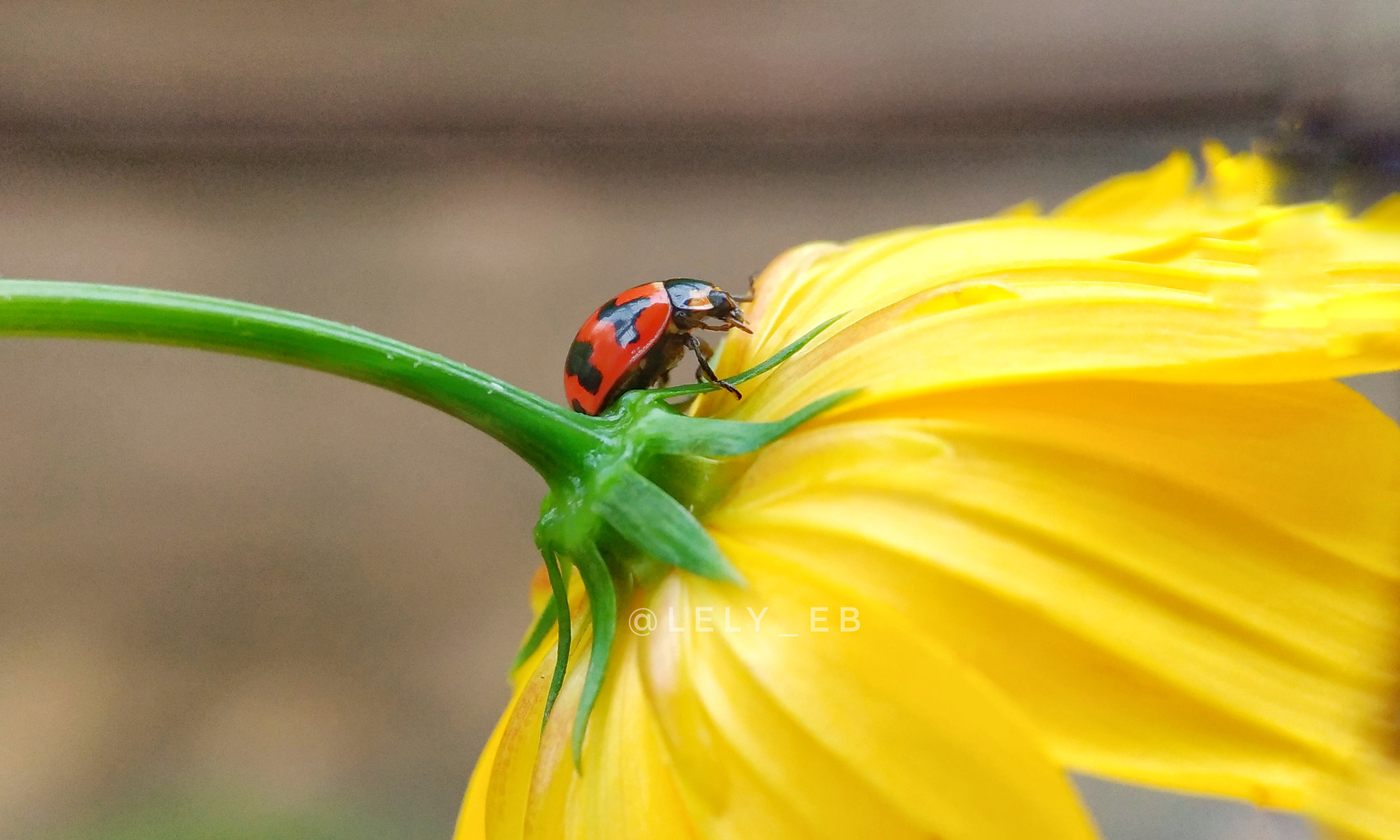 ASUS Z017DB sample photo. Red vs yellow photography
