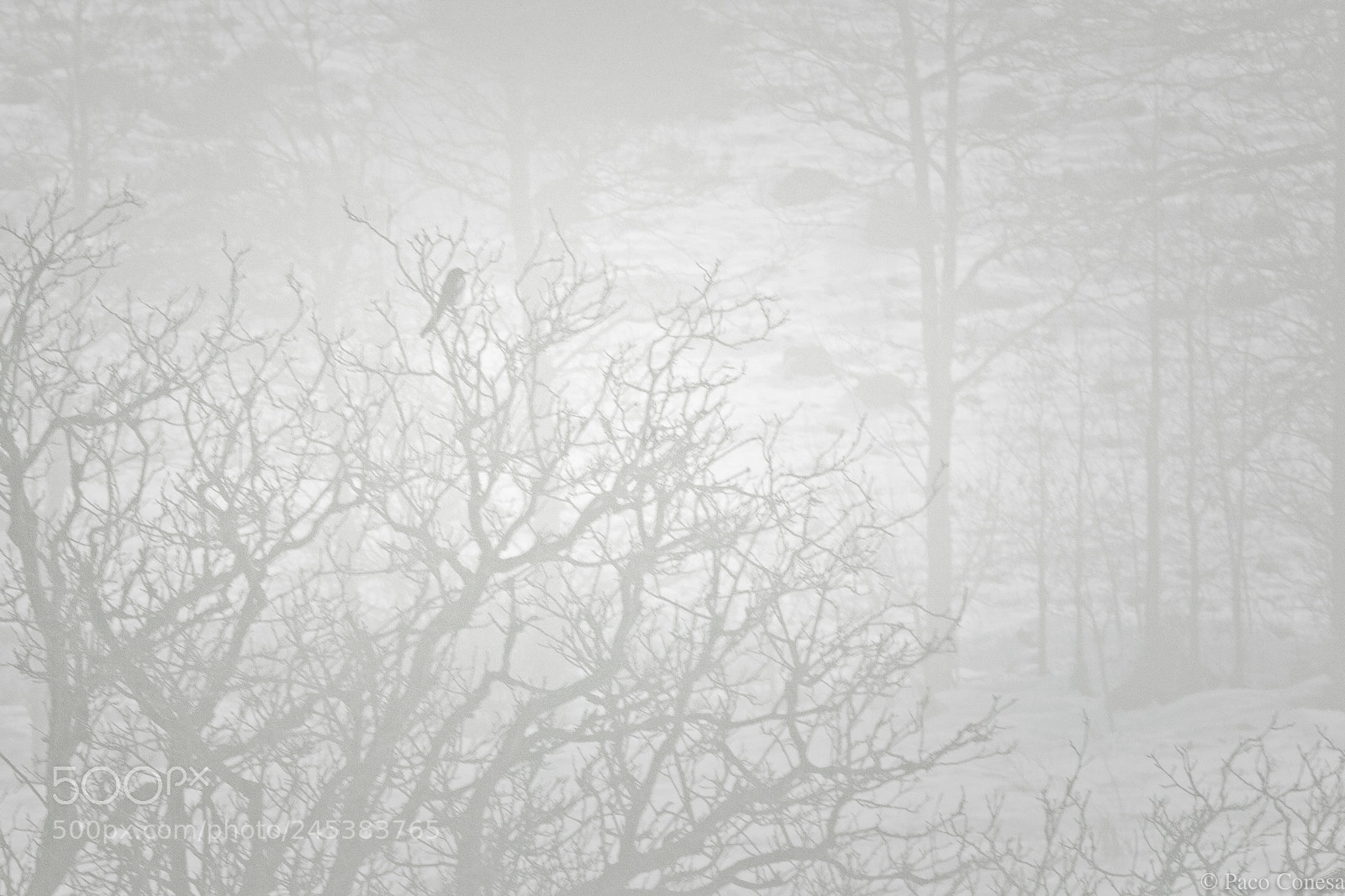 Canon EOS 5DS R sample photo. Lost in the storm photography