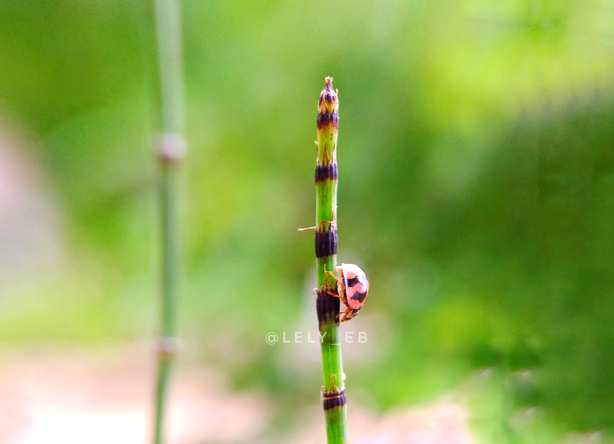 ASUS Z017DB sample photo. After on top photography