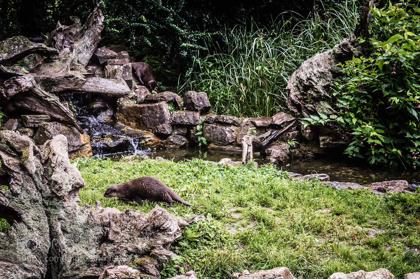 Canon EOS 1200D (EOS Rebel T5 / EOS Kiss X70 / EOS Hi) sample photo. Otter photography