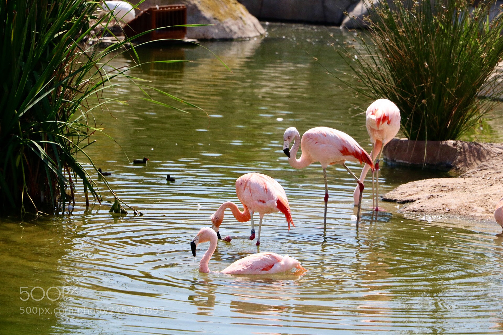 Canon EOS 750D (EOS Rebel T6i / EOS Kiss X8i) sample photo. Flamingo girls photography