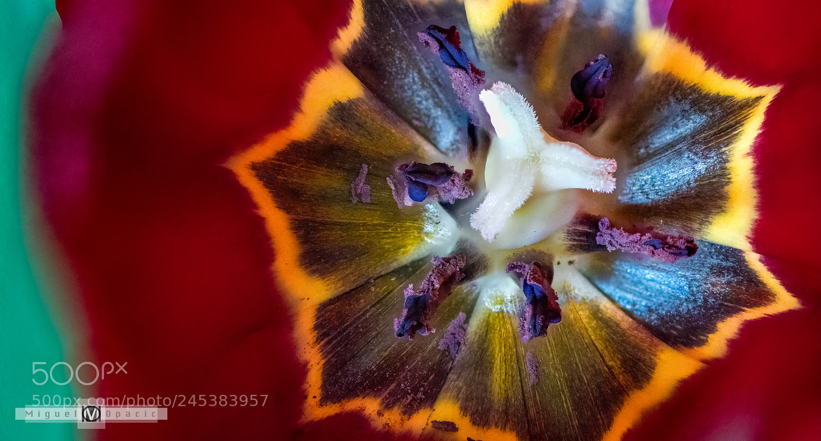 Nikon D850 sample photo. A naked tulip photography