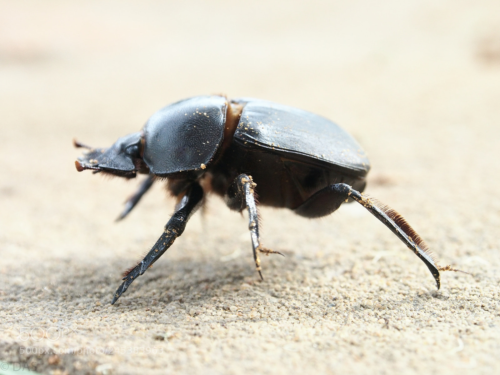 Olympus OM-D E-M5 sample photo. Dung beetle photography