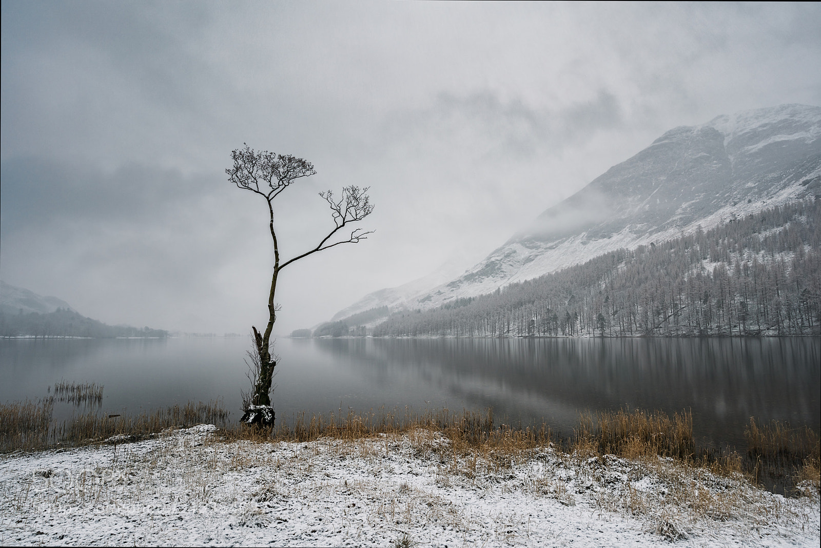 Nikon D810 sample photo. A touch of frost photography