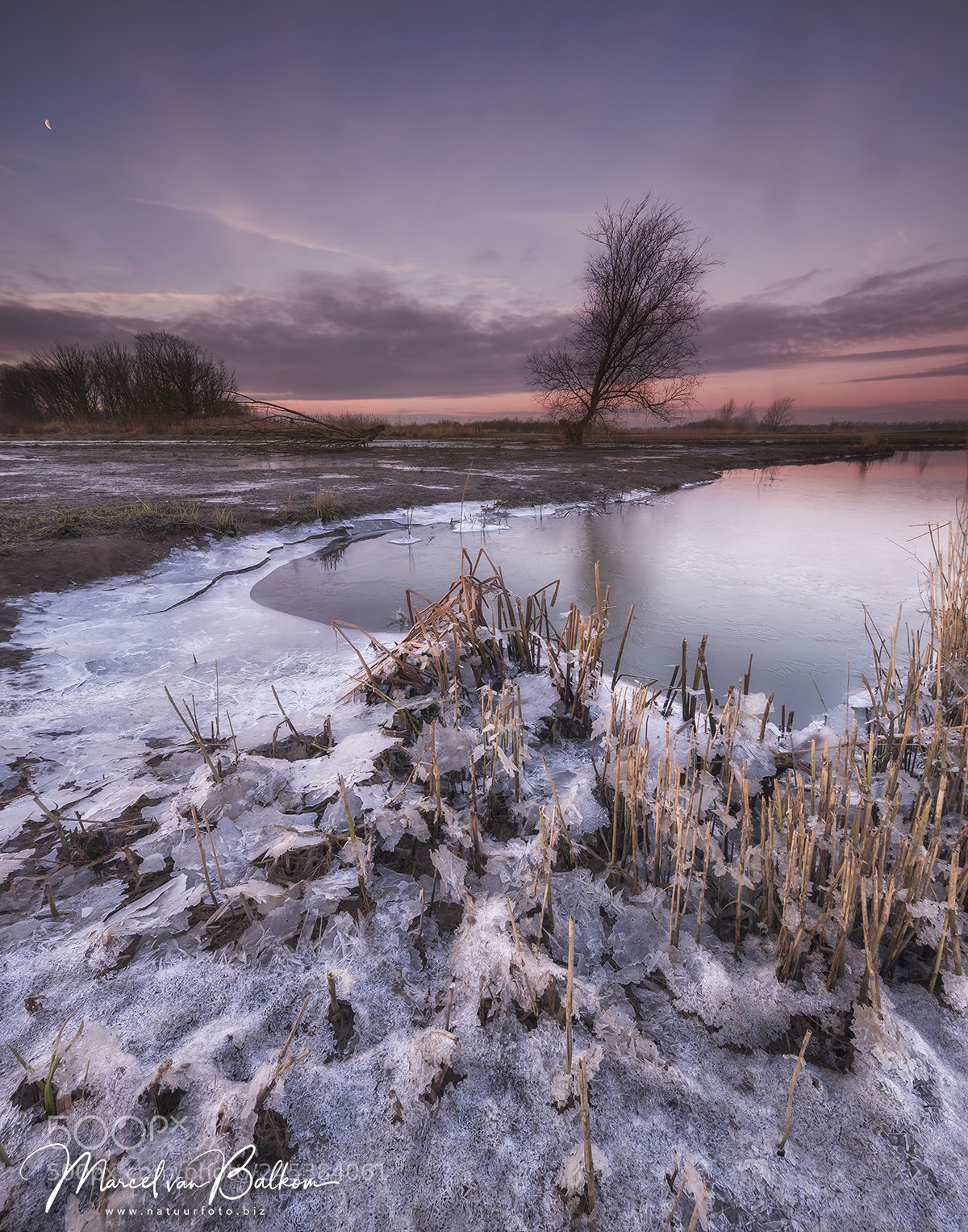Fujifilm GFX 50S sample photo. Arctische biesbosch photography