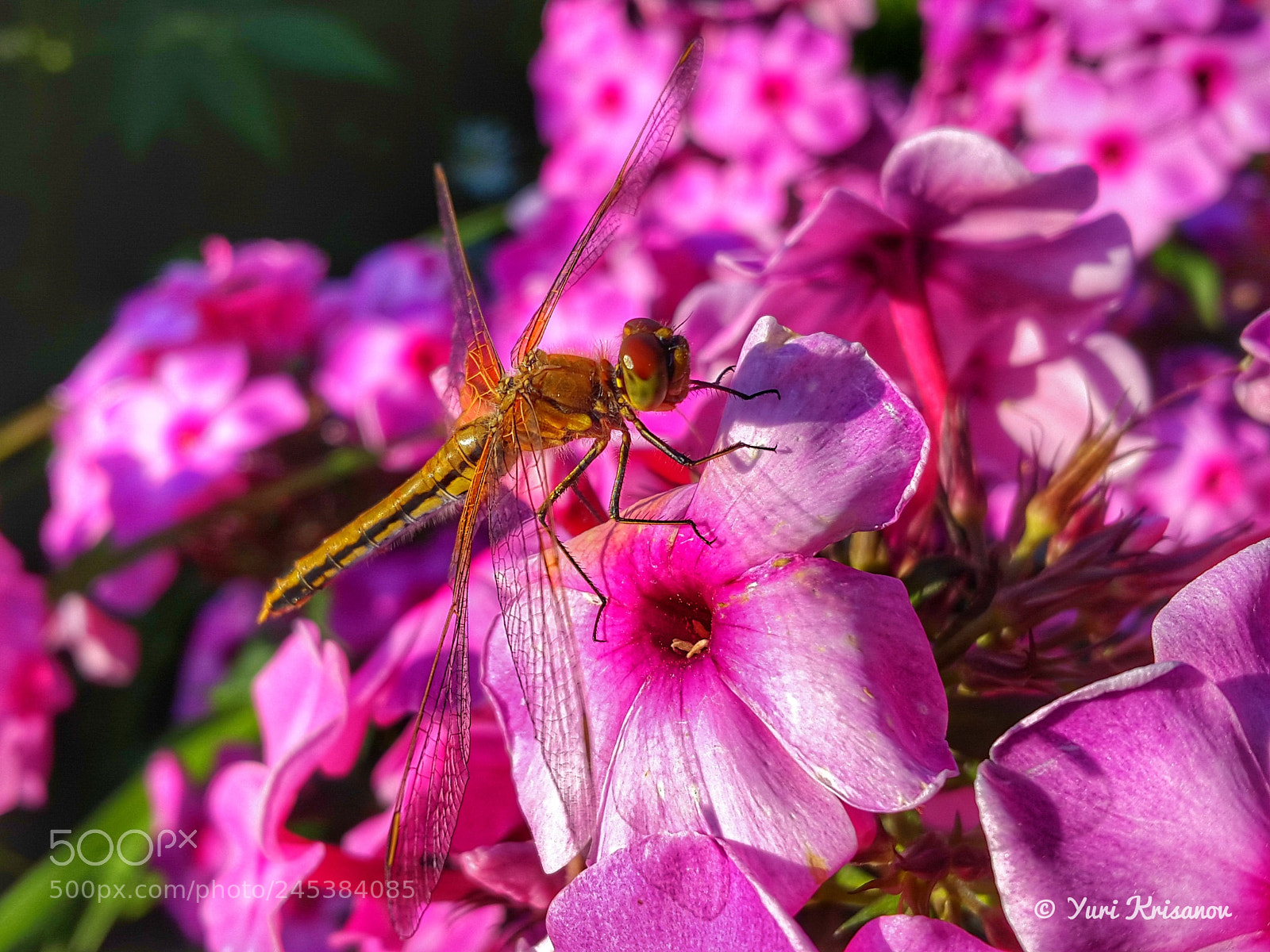 Samsung Galaxy Alpha sample photo. Dragonfly and flowers phlox photography