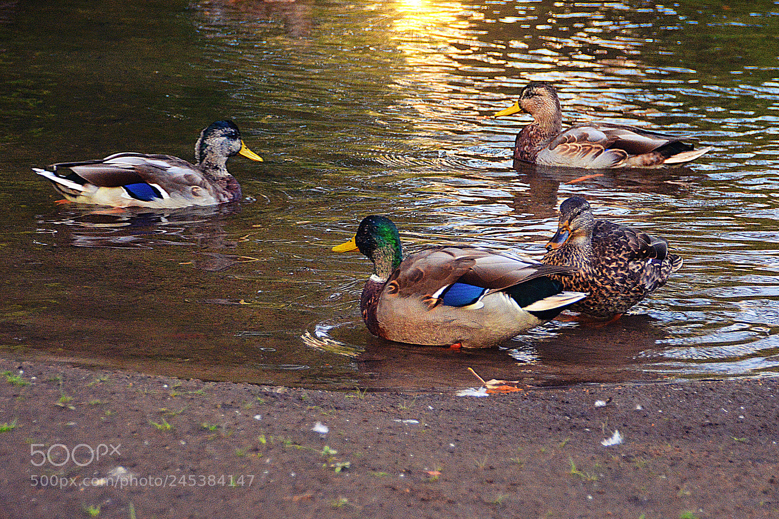 Nikon D7100 sample photo. Le rassemblement photography